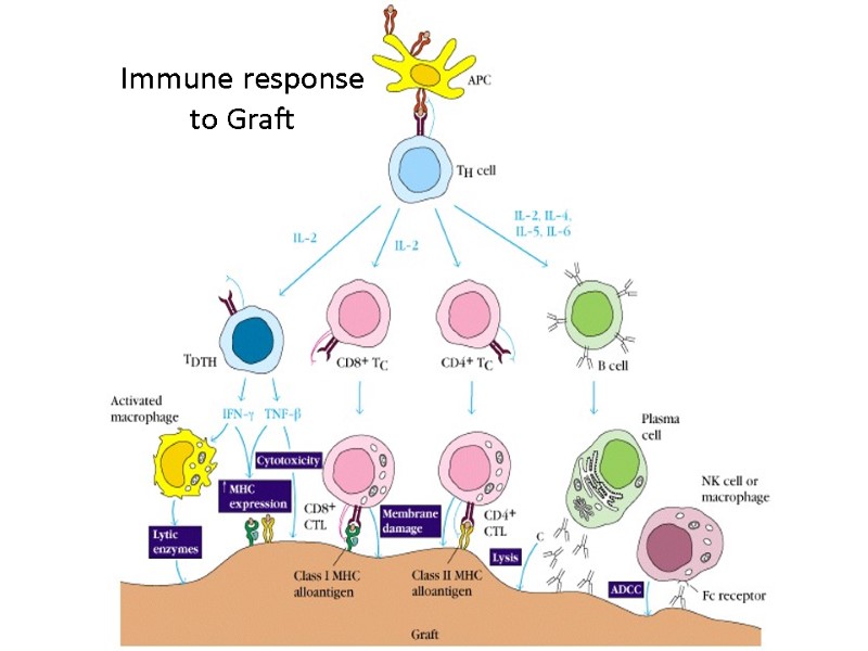 © Ranjith’s Immune response  to Graft